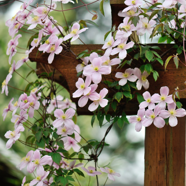 Clematis Montana Rubens