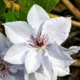 Clematis Snow Queen P10clesqu - Garden Express Australia