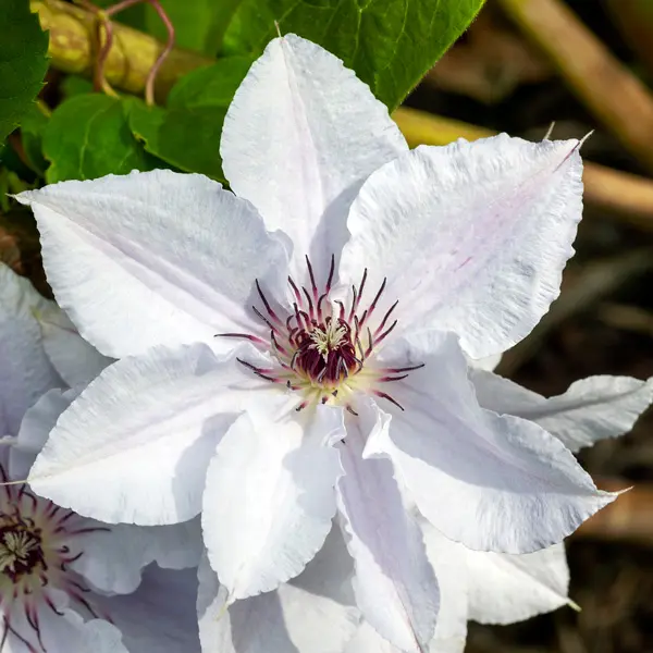 Clematis Snow Queen