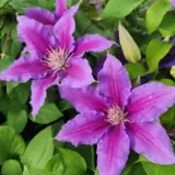 Clematis Vancouver Starry Nights P10clevsn - Garden Express Australia