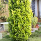 Conifer Lemon Cypress Conifer Lemon Cypress