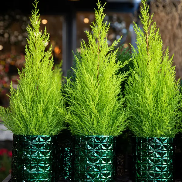 Conifer Lemon Cypress