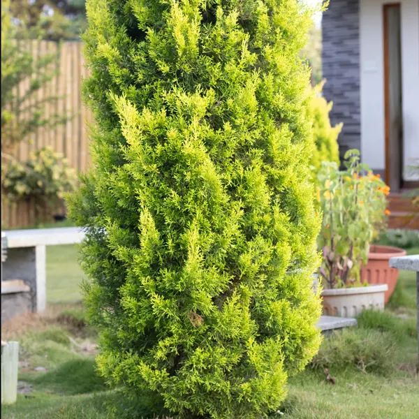 Conifer Lemon Cypress