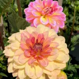 Dahlia Christie Marble Pkdahcma - Garden Express Australia