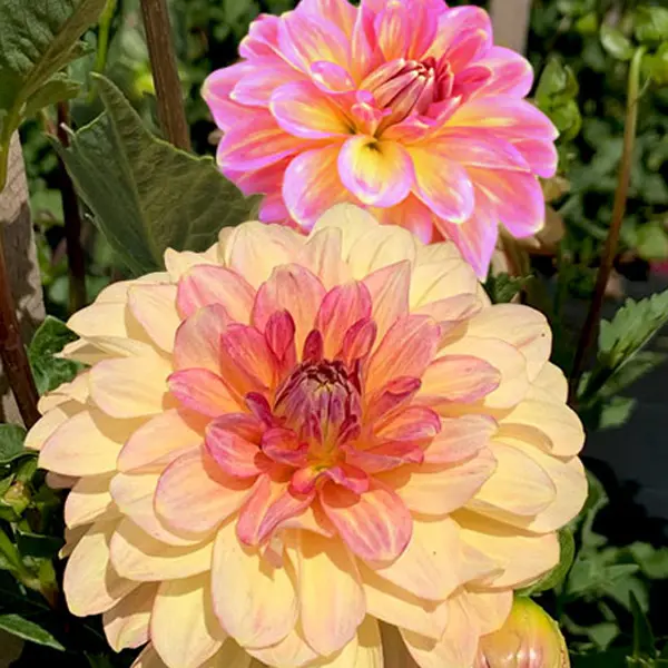 Dahlia Christie Marble Dahlia Christie Marble