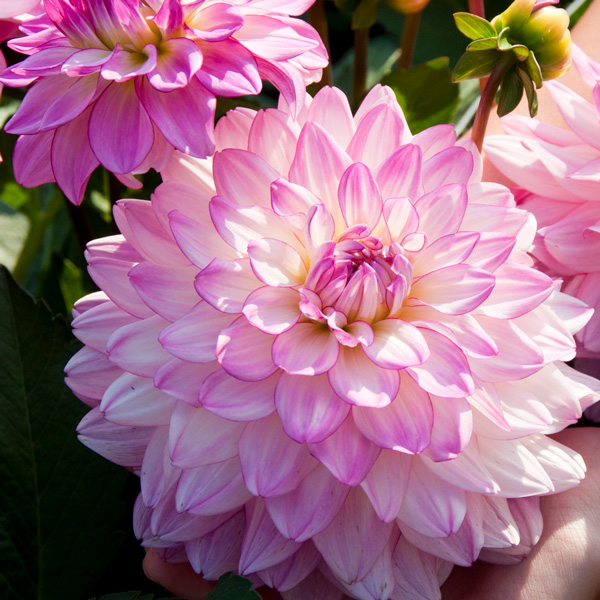 Dahlia Sincerity Rose Bicolour