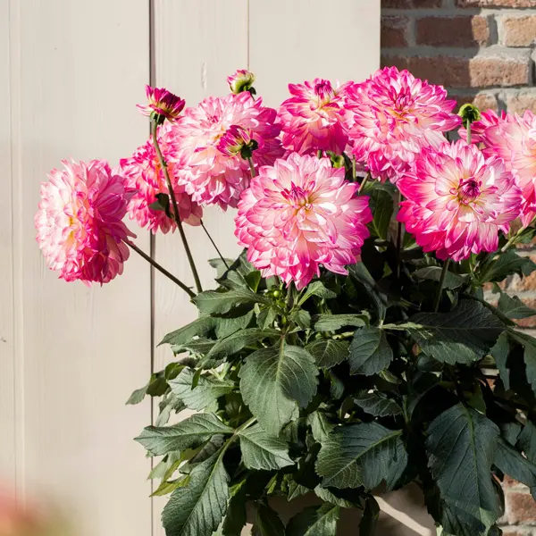 Dahlia Sincerity Rose Bicolour