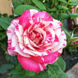 Delbard Rose Henri Matisse Rosdhma - Garden Express Australia