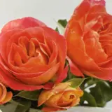Delbard Rose La Jago Rosdlja - Garden Express Australia