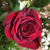 Delbard Rose Le Rouge Et Le Noir Rosdlrn - Garden Express Australia