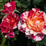Delbard Rose Maurice Utrillo Rosdmut - Garden Express Australia