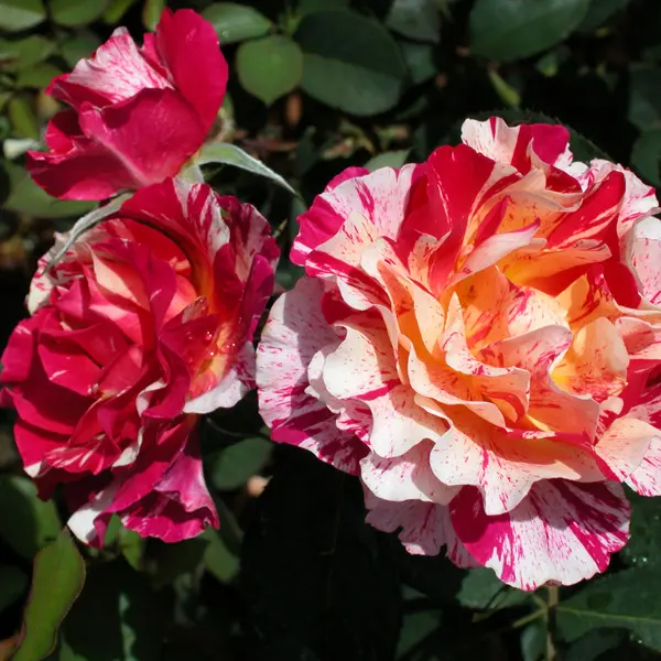 Delbard Rose Maurice Utrillo