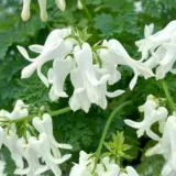 Dicentra Amore Titanium Dicentra Amore Titanium