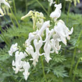 Dicentra Amore Titanium