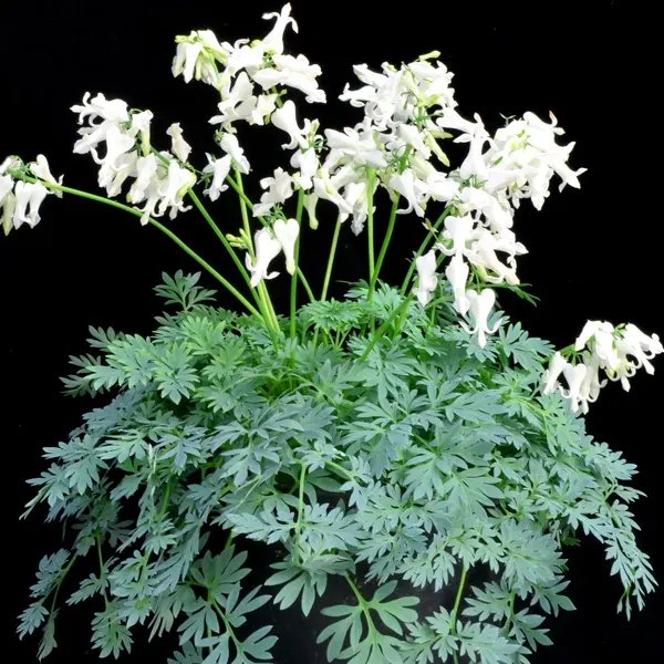 Dicentra Amore Titanium Dicentra Amore Titanium