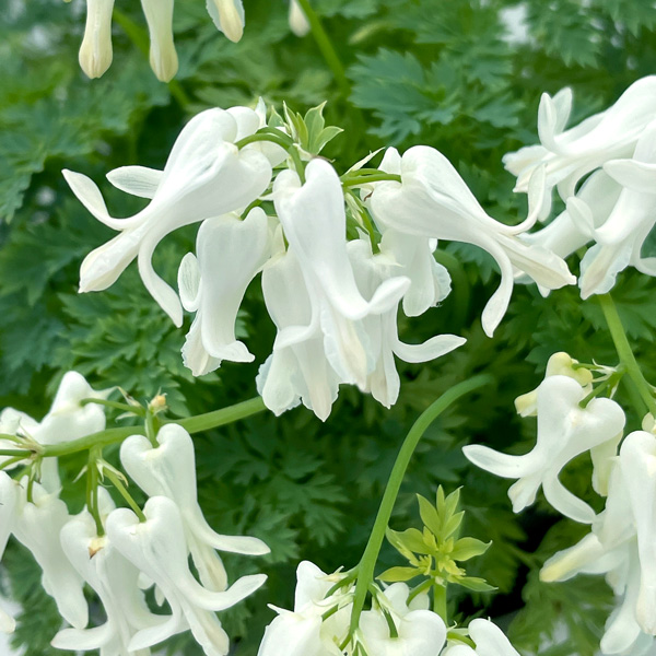 Dicentra Amore Titanium