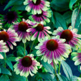 Echinacea Sweet Sandia