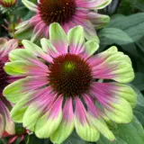 Echinacea Sweet Sandia Pkechssa - Garden Express Australia