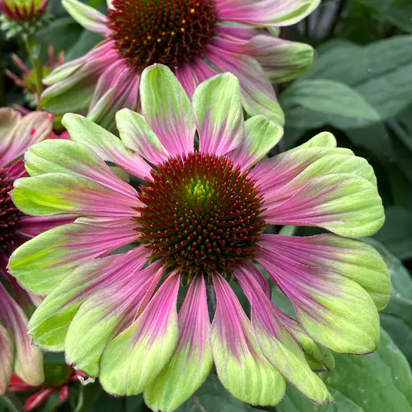 Echinacea Sweet Sandia