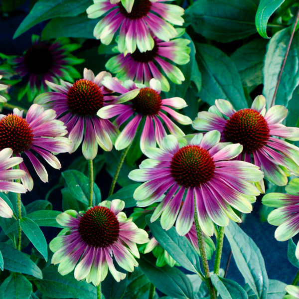 Echinacea Sweet Sandia