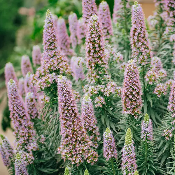 Echium Heronswood Pink