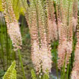 Eremurus Romance Pkererom - Garden Express Australia