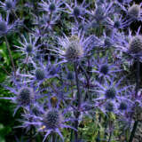 Eryngium Sea Holly Lapis Blue
