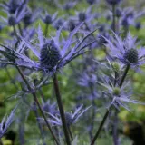 Eryngium Sea Holly Lapis Blue Pkerylbl - Garden Express Australia