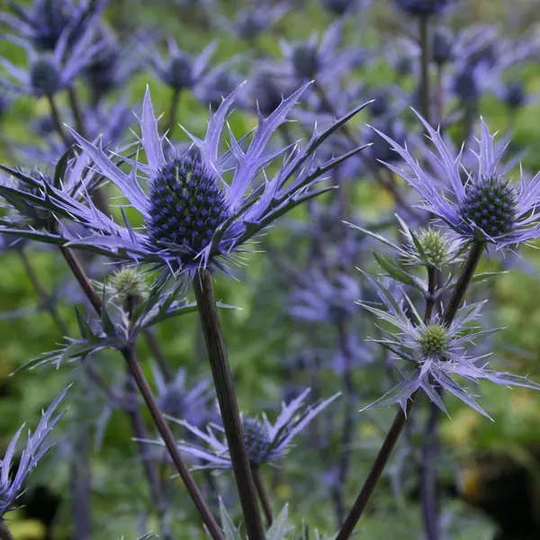 Eryngium Sea Holly Lapis Blue