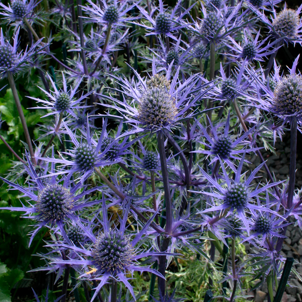 Eryngium Sea Holly Lapis Blue