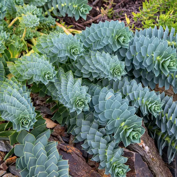 Euphorbia Myrsinites- Myrtle Spurge