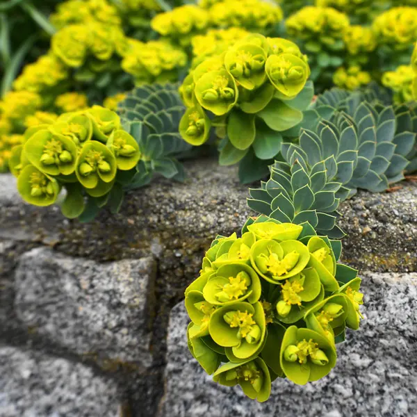 Euphorbia Myrsinites- Myrtle Spurge