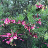 Grevillea Emma Charlotte Lpogreech - Garden Express Australia