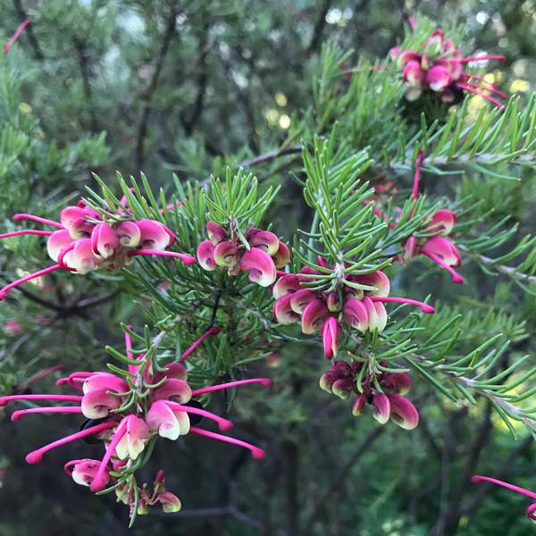 Grevillea Emma Charlotte
