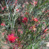 Grevillea Red Sunset Lpogrersu - Garden Express Australia