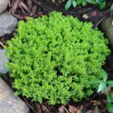 Hebe Emerald Green Lpohebegr - Garden Express Australia