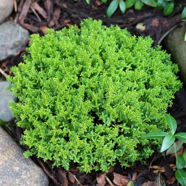 Hebe Emerald Green