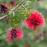 Kunzea Baxterii Lpokunbax - Garden Express Australia