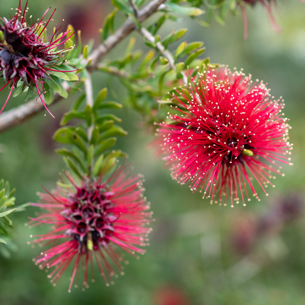 Kunzea Baxterii