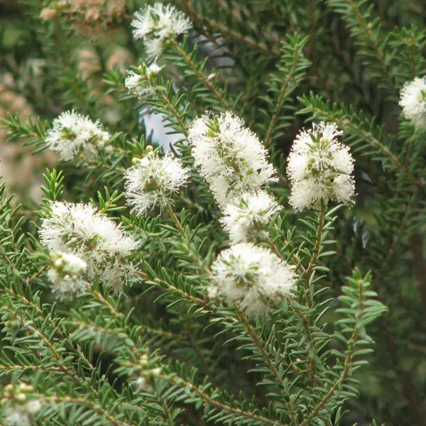 Melaleuca Moonah