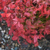 Nandina Blush (pbr)