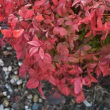 Nandina Blush (pbr) Nandina Blush (pbr)