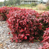 Nandina Blush Lponanblu - Garden Express Australia