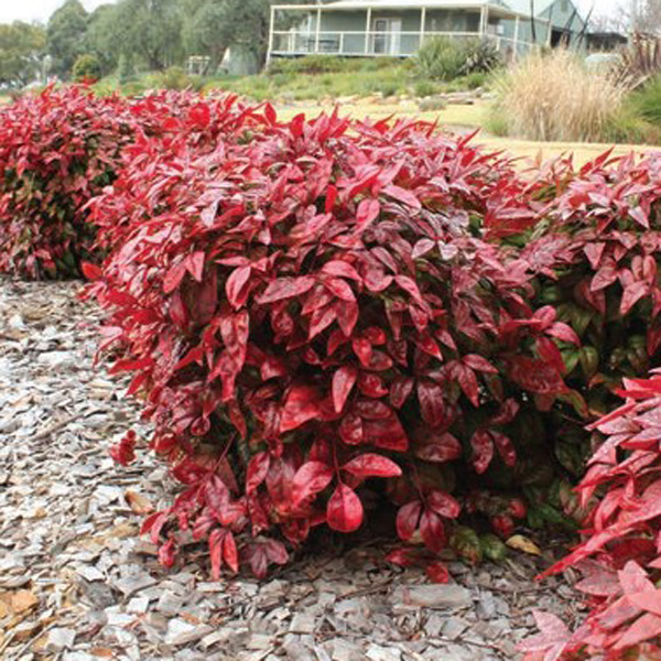 Nandina Blush (pbr)