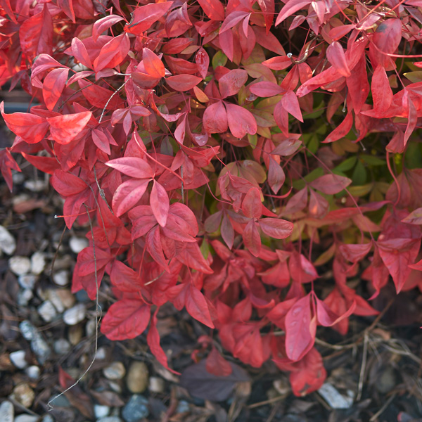 Nandina Blush (pbr)