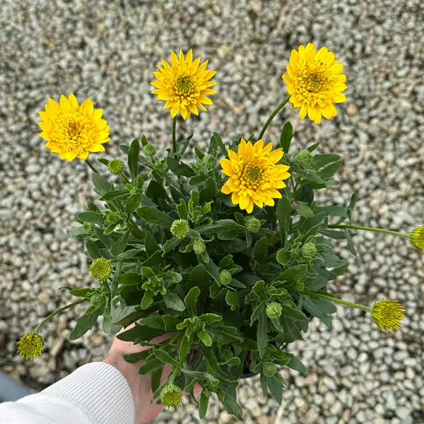 Osteospermum 3d Deep Sun