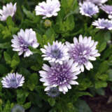 Osteospermum 3d Steel Blue P14ostsbl - Garden Express Australia