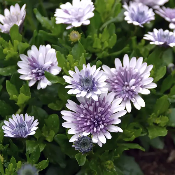 Osteospermum 3d Steel Blue