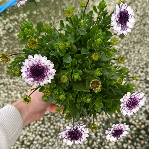 Osteospermum 3d Steel Blue