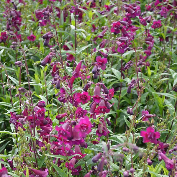 Penstemon Purple Bedder